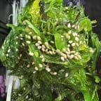 Best J5. Seaweed Salad in Charlottesville, VA